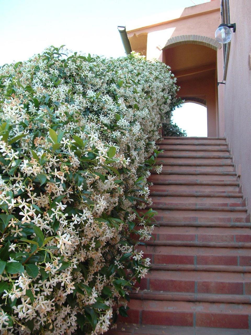 Agriturismo Pian Dei Pini Montiano  Exterior foto